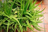 Aloe vera