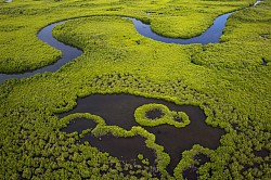 Mangrove