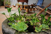 Plantes aquatiques